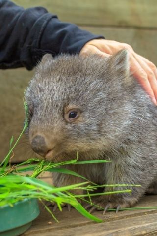 Jobs in Wildlife care in Australia