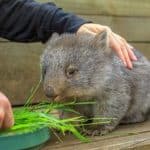 Australian Jobs and Careers working with Wildlife