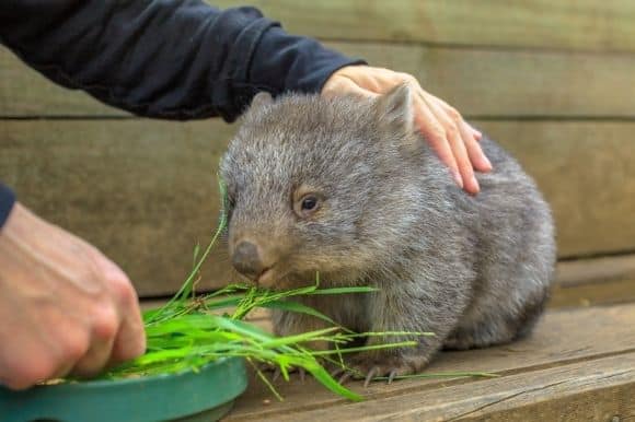 How do I get a job in Wildlife Care and Rehabilitation in Australia?