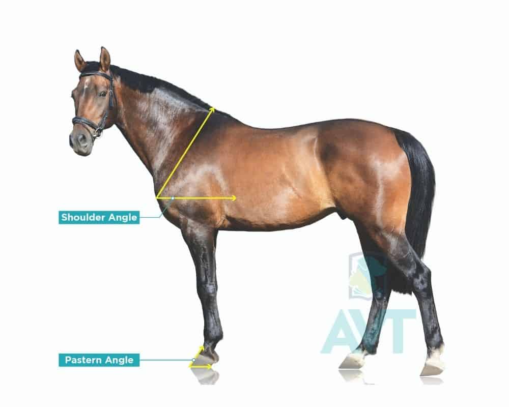 Horse conformation - angles