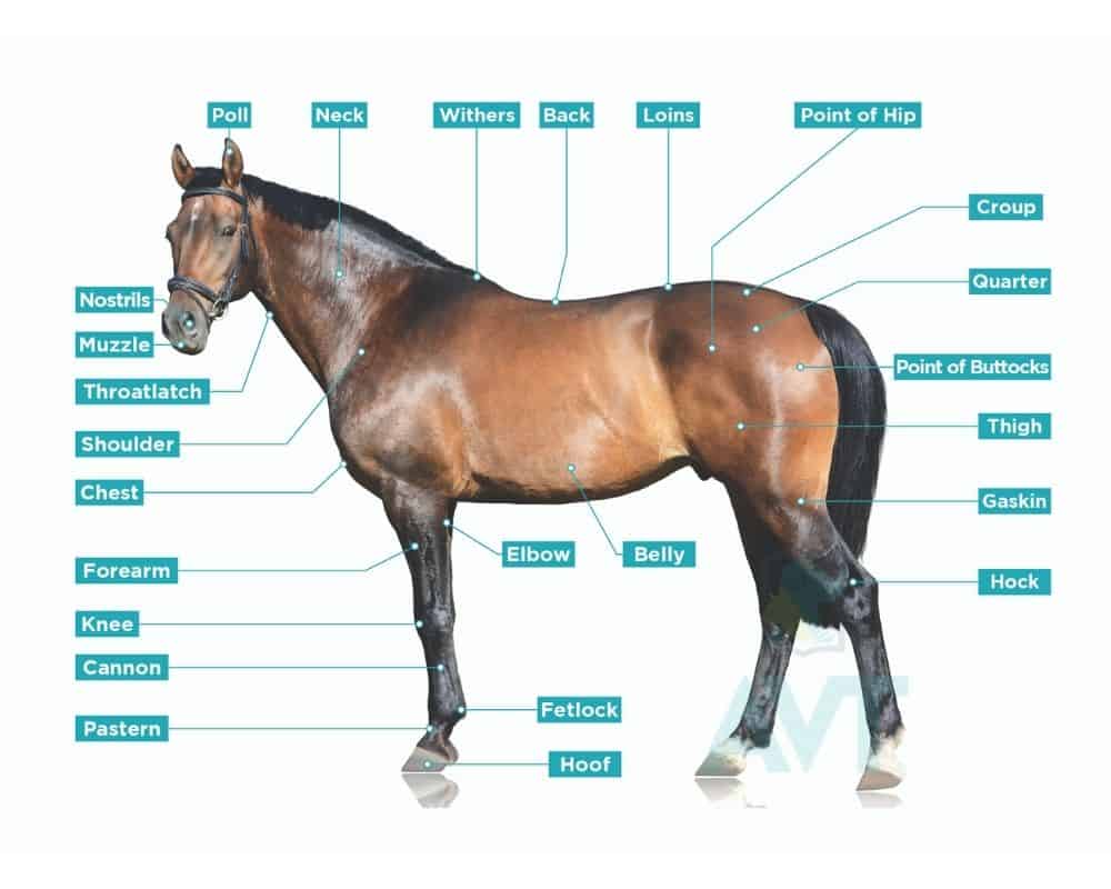 Horse conformation - parts