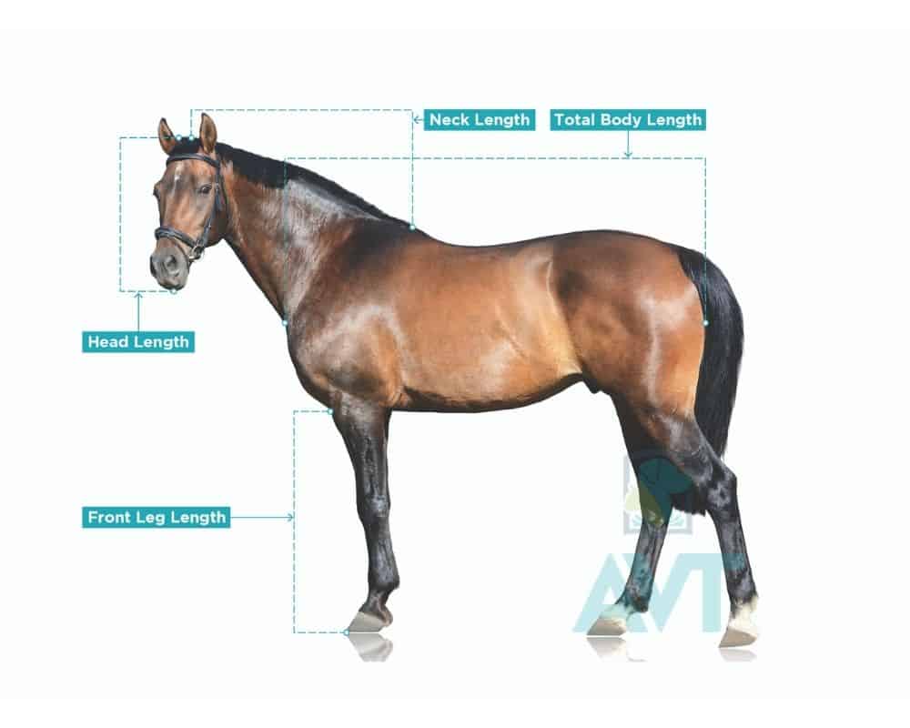 Horse conformation - size and dimensions of a horse