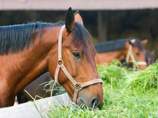 5 tips for feeding horses - what to feed your horse