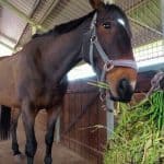 What do I feed my horse - equine nutrition