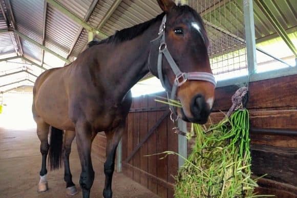 What do I feed my horse - equine nutrition