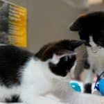Careers in animal welfare, protection, rescue and shelters
