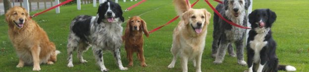 Starting a dog walking company in Australia
