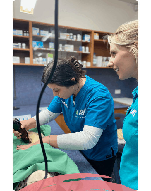 Veterinary Nursing Pathway prerequisite course - Cert 2 in Animal Studies