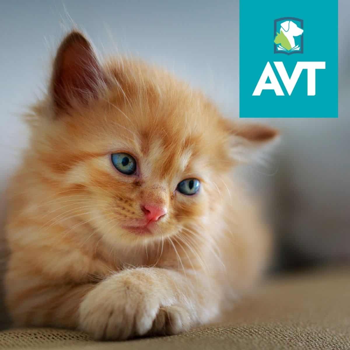 ACM20121 Cert II in Animal Care - Study Online Anywhere in Australia ACM20121 Cert II in Animal Care - Study Online Anywhere in Australia