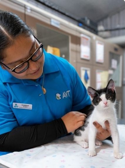 Qualification - Certificate 3 in Animal Care - Online course in Australia