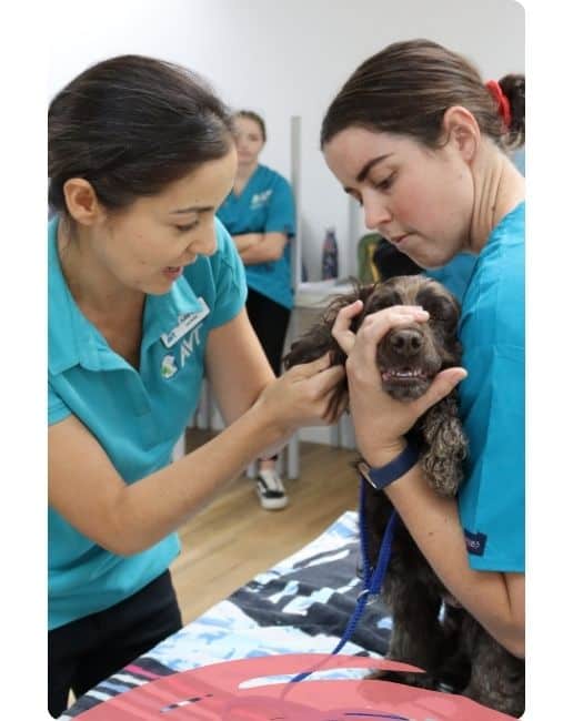 Become a Veterinary Nurse - course and qualification outline