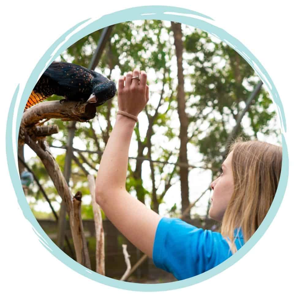 Cert 3 in Animal Care - online course bird