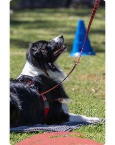 ACM40322 Certificate IV in Animal Behaviour and Training | AVT