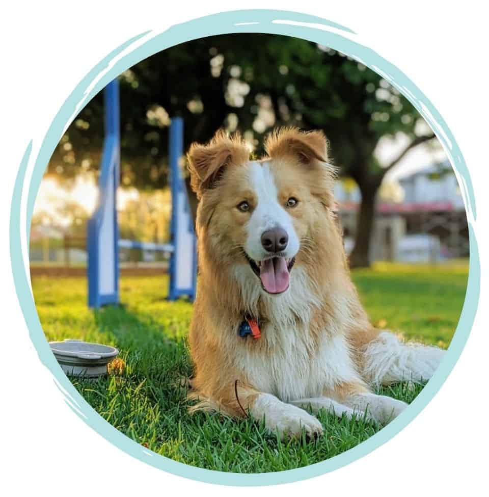 ACM40322 Certificate IV in Animal Behaviour and Training ACM40322 Certificate IV in Animal Behaviour and Training