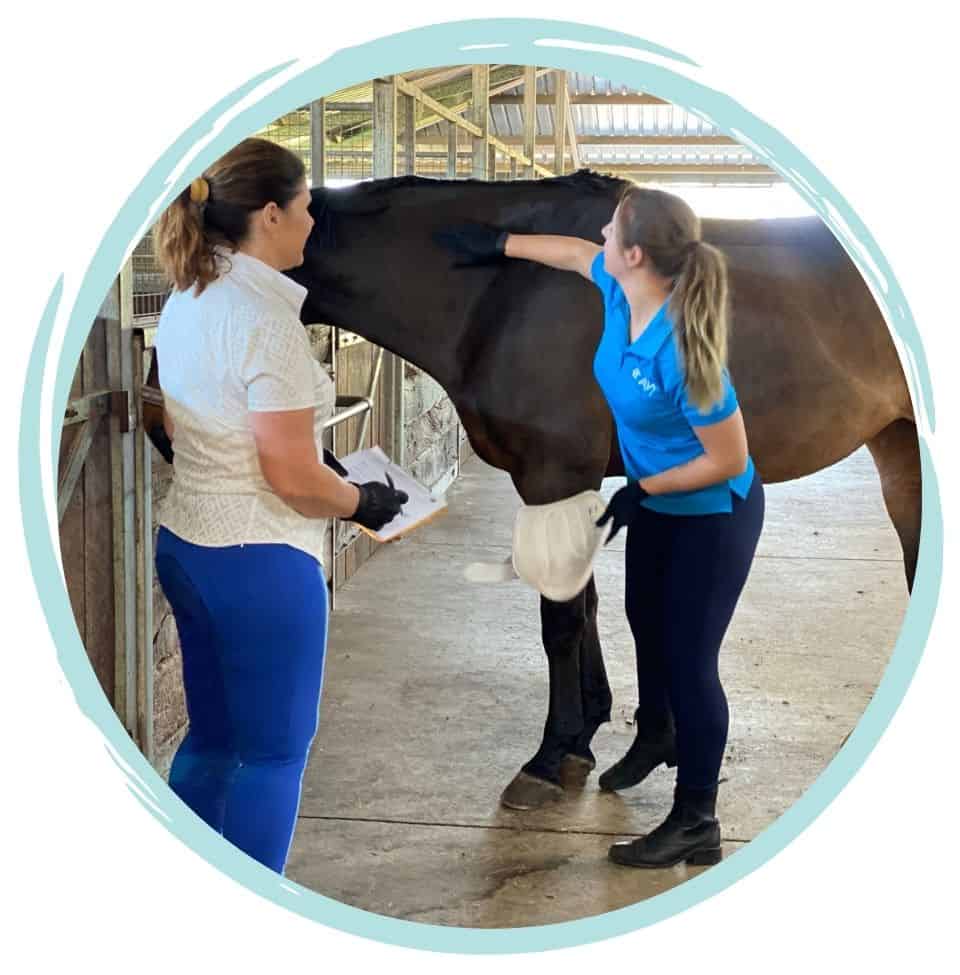 Equine Vet Nursing course - horse vet nurse