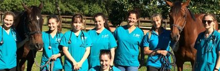 Equine Vet Nursing - Veterinary Nursing with horses