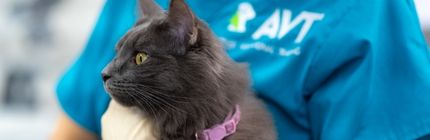 Prerequisite and pathway for vet nursing in perth
