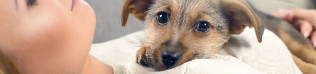 Dog and Cat Foster care in Australia