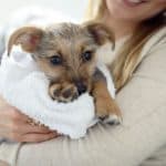 Dog foster care - fostering animals, is it for you?