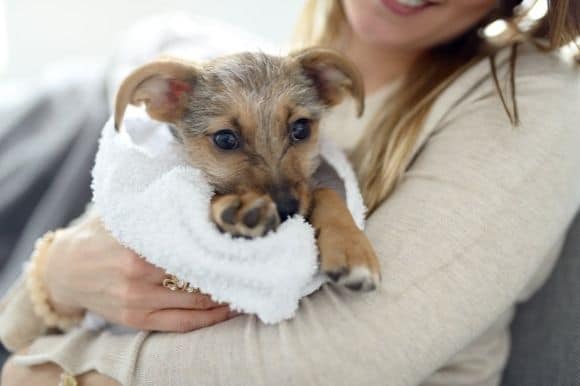 Dog foster care - fostering animals, is it for you?