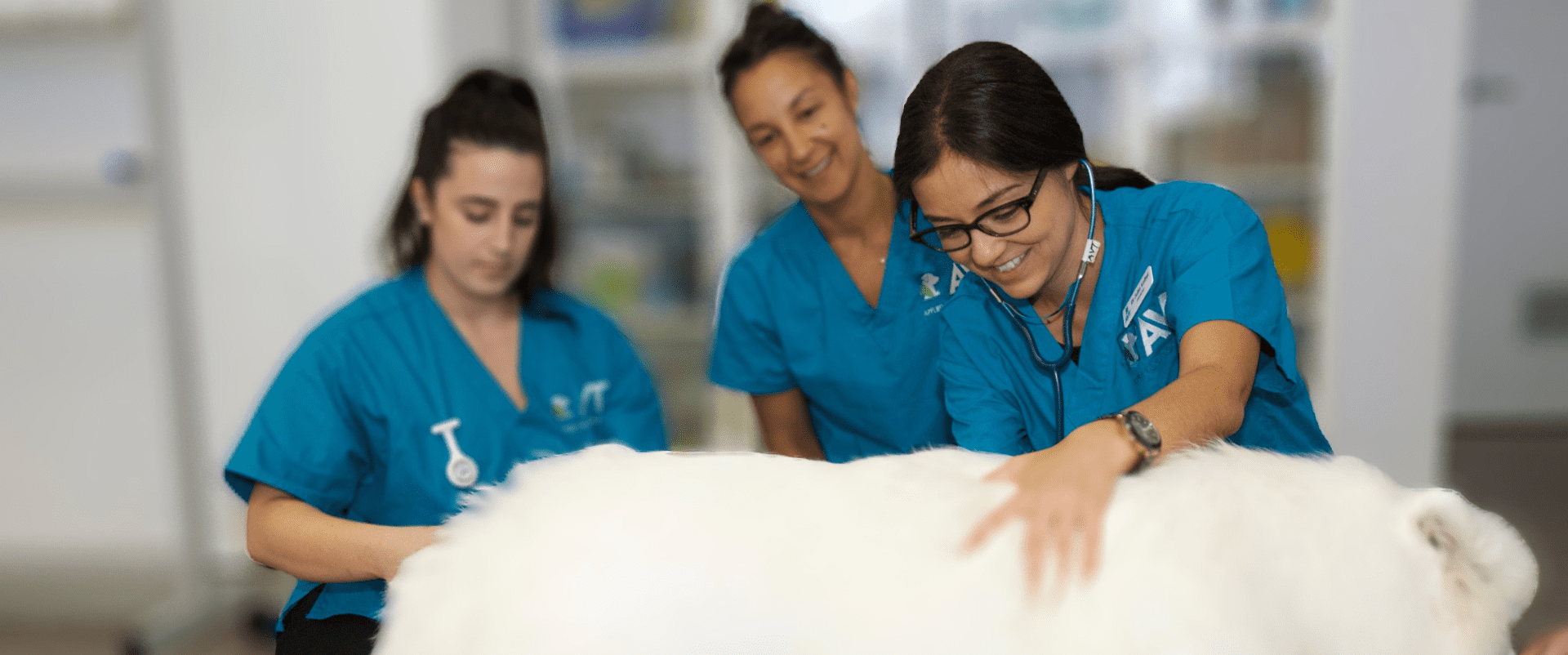 Careers working with AVT - jobs and positions available for Vets Nurses in education