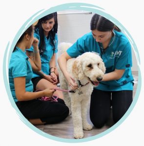 Work with AVT - jobs and careers for vet nurses