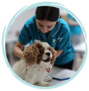 Studying vet nursing in perth western australia