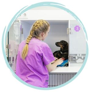 Veterinary nurse salary and pay expectations