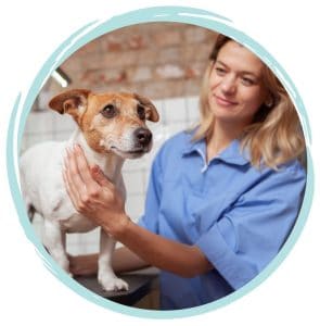 Veterinary Assistant Pay and Salary in Australia