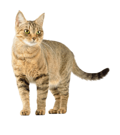 Job Vacancies in Animal Care, Dog Training, Veterinary Nursing - Australia Job Vacancies in Animal Care, Dog Training, Veterinary Nursing - Australia