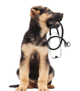 Studying Veterinary Nursing - course entry