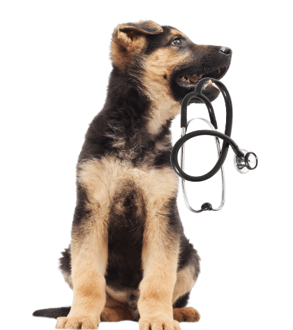 Studying Veterinary Nursing - course entry