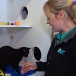 Top 9 Careers in Animal Welfare, Animal Shelter and Protection Top 9 Careers in Animal Welfare, Animal Shelter and Protection