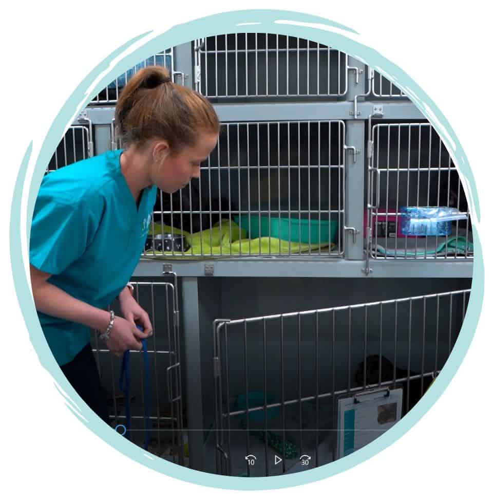 become an animal attendant or kennel hand in australia