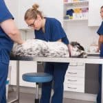 Small veterinary teams - how to work effectively