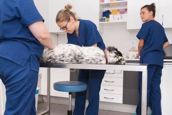 Small veterinary teams - how to work effectively