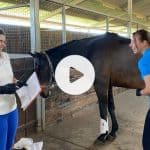 Why now is a great time to work with animals - trends 2023