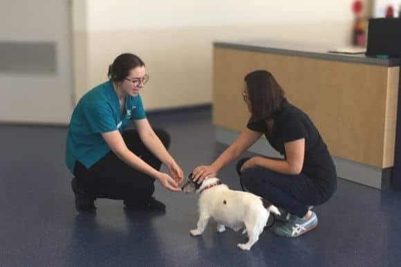 Job Outlook for veterinary nurses 2023 in australia