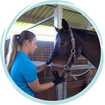 Animal carer work placement