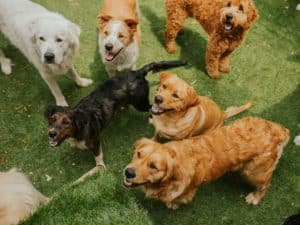 Working in a dog daycare