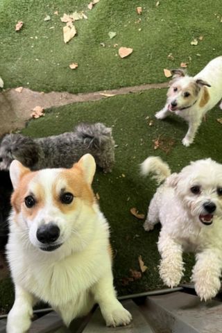 Getting a job in a dog daycare in Australia