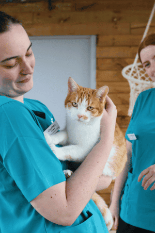 Stress mangement for veterinary care professionals