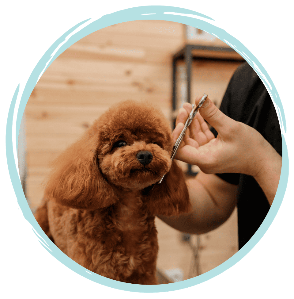 Dog grooming course Perth WA