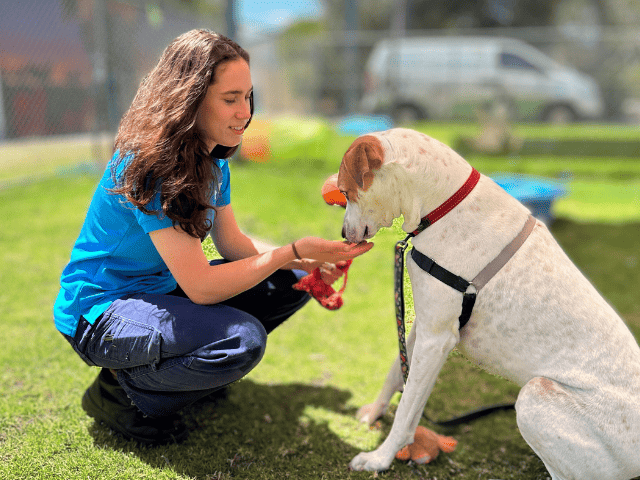 changing careers - animal care