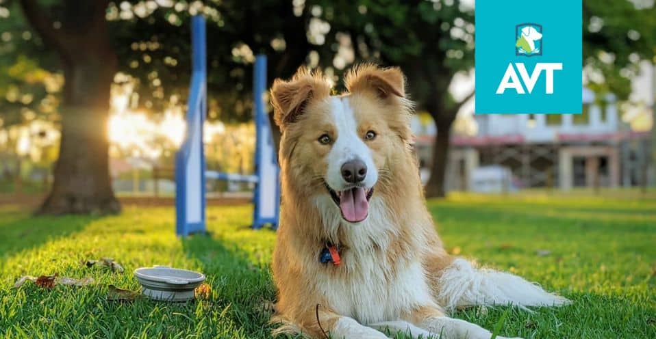 ACM40322 Certificate IV in Animal Behaviour and Training | AVT