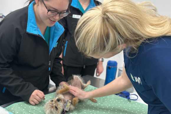 Speciality veterinary nursing in Australia