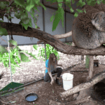 Exhibited animals and your career in zoos, farms and conservation parks
