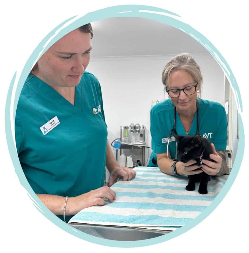 what to study to become a vet nurse in Australia