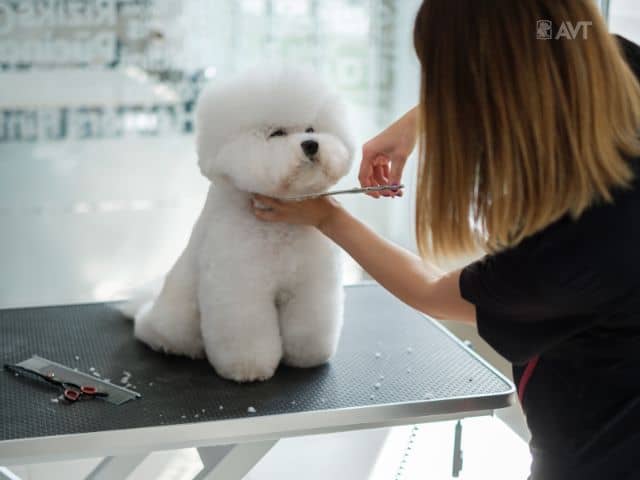 avt dog pet groomer careers in australia animal care avt dog pet groomer careers in australia animal care