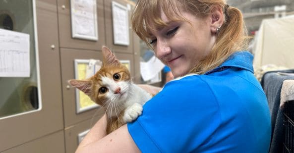 avt-animal-care-careers-overview-animal-attendant-593x309
